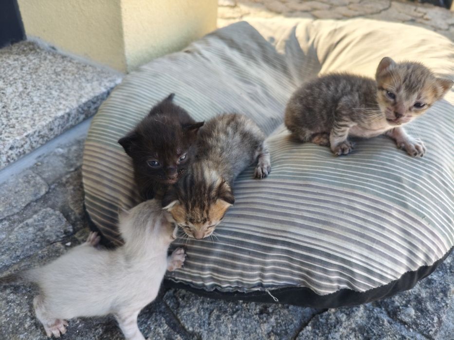 Gatos para douar