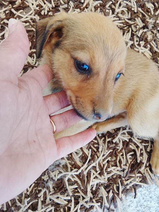Cachorrinhos para adoção com dois meses