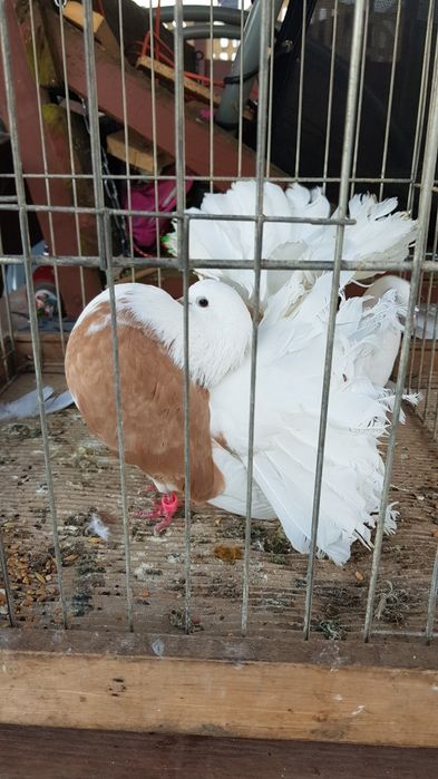 Gołębie Pawiki tarczowe żółte