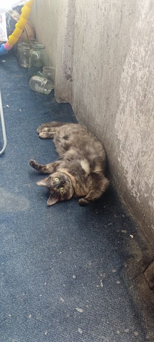 Киці потрібен господар