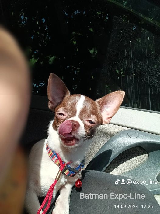 Бетмен пропонує в'язку, міні, 1,5 кг, Чіхуахуа, КСУ