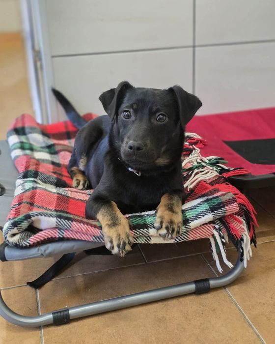 Spokojna sunia szuka domu / do adopcji
