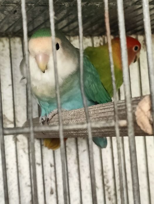 Casal de roseicollis para ceder, já criaram