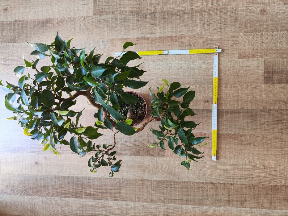 Фікус бенджаміна