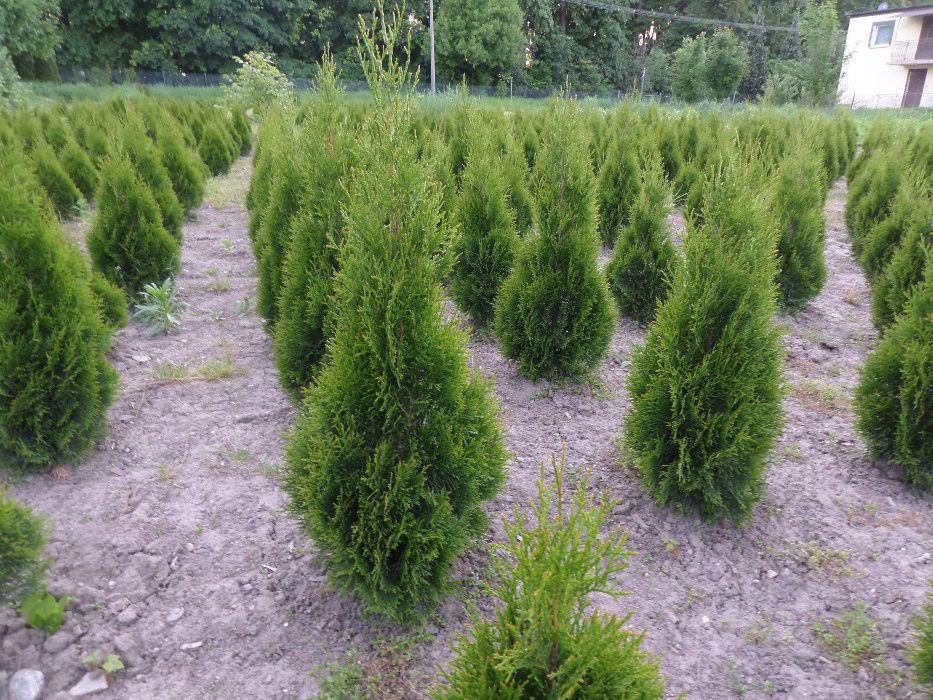 Tuja Szmaragd  z gruntu 80cm-150 cm Hurt-Detal