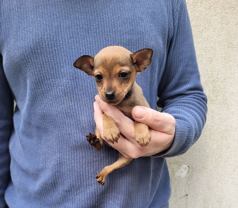 Pinscher miniatura femea