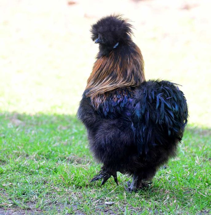 Sprzedam koguty silki kury jedwabiste