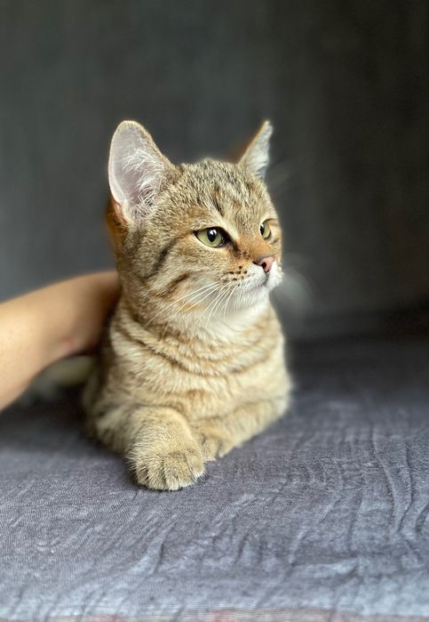 Котята котики отдам пушистый котенок