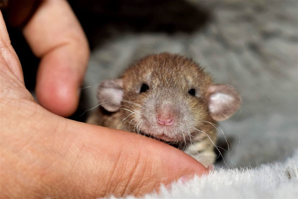 Szczur, szczurki, szczury dumbo/standard