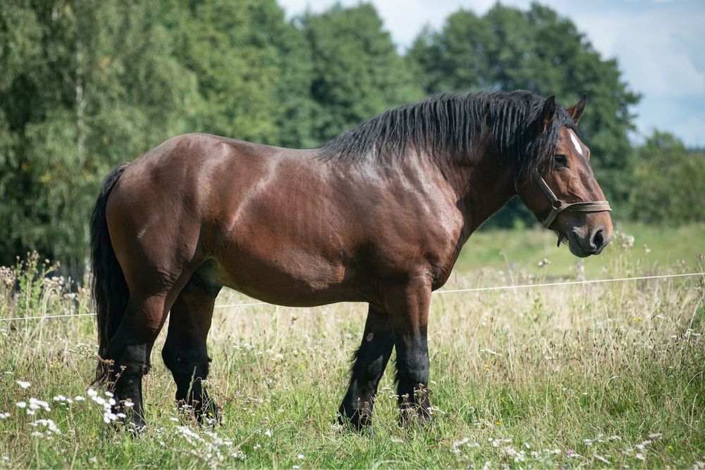 Sprzedam ogiera rasy Arden Polski