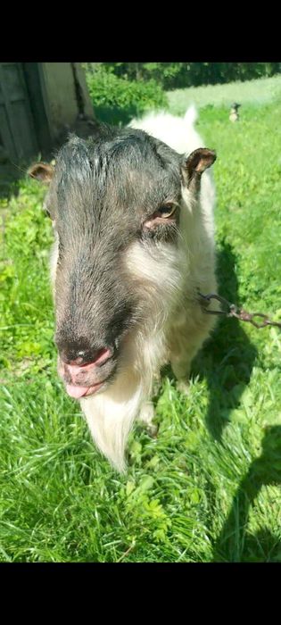 Продам   козла, цапа