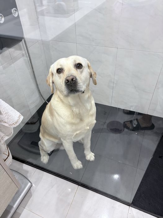 Labrador beje para criação