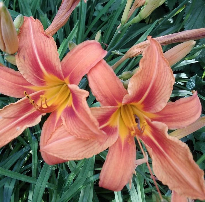 Лилейник оранжевый 1 саженец 30 грн.