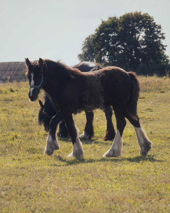 Malowany ogierek gypsy cob