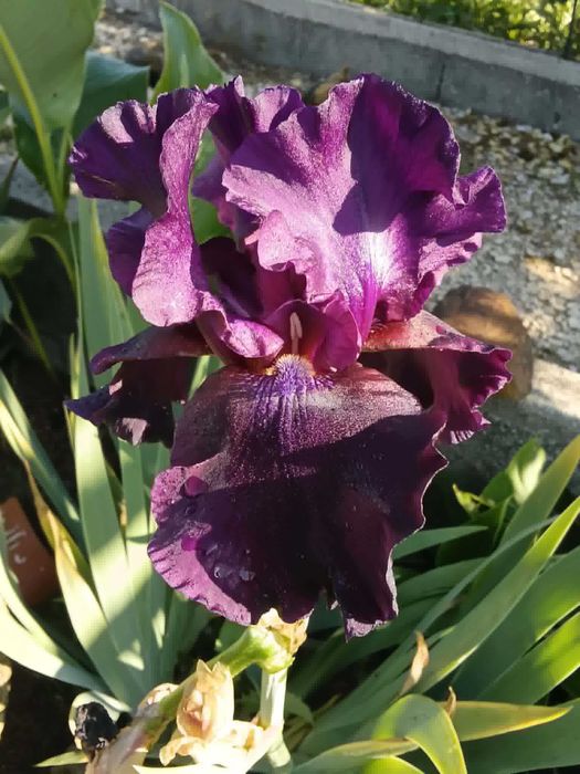 Iris  a venda differentes cors