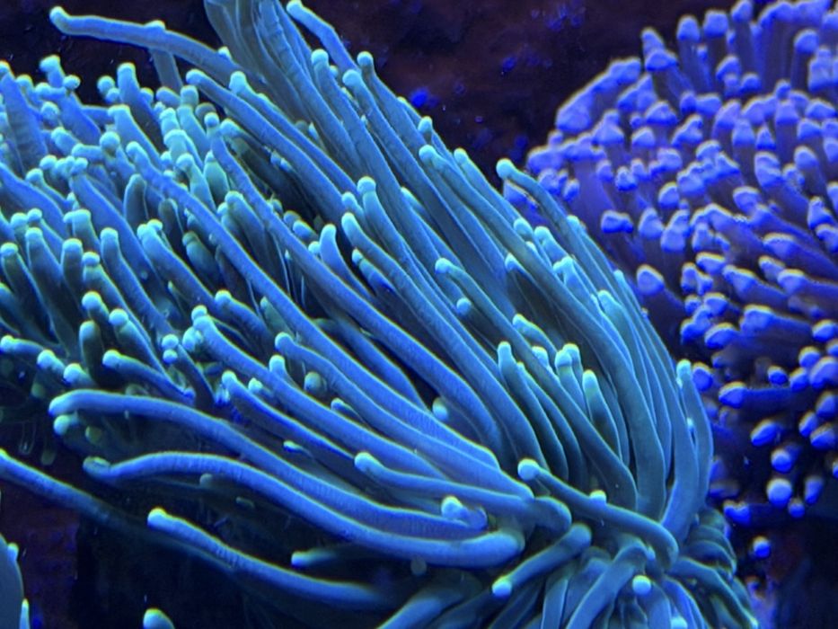 Euphylia zielona z żółtym 10 główek