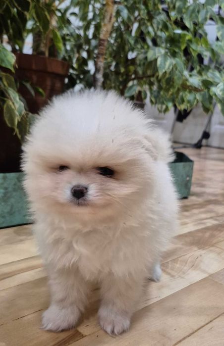 pomeranian szpic miniaturowy