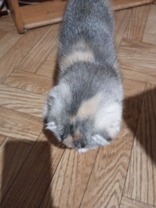 Продам вислоухую принцессу.