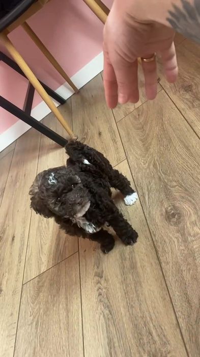 Той пудель в'язка