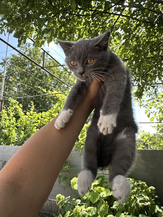 Віддам кошенят у добрі руки