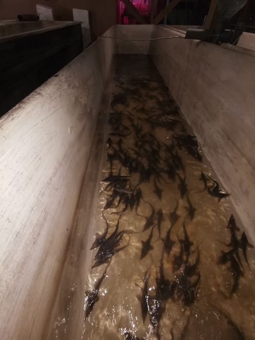 Приймаємо замовлення на малька