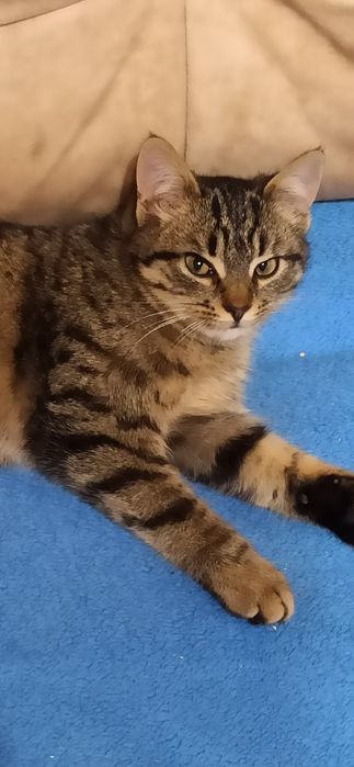 Віддам безкоштовно кошеня