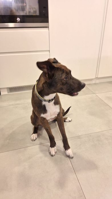 Macho 9 meses esterilizado para adopção