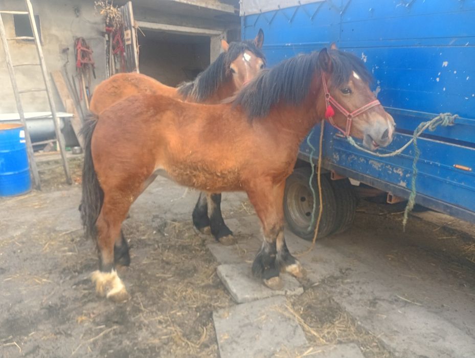 Źrebice zimnokrwiste