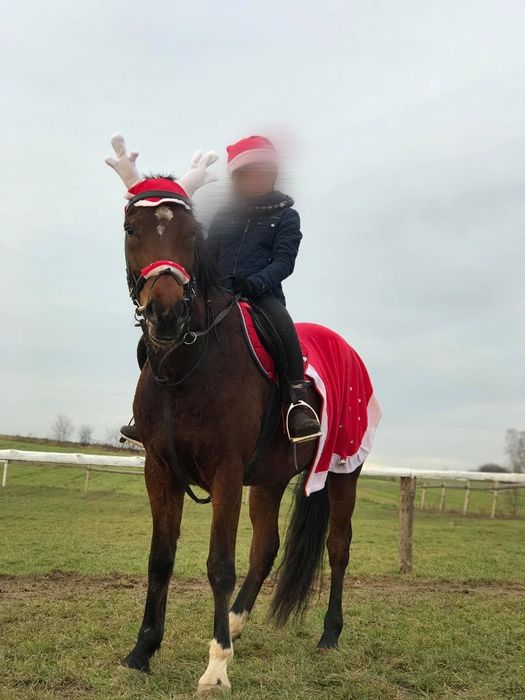 Sprzedam młodą klacz