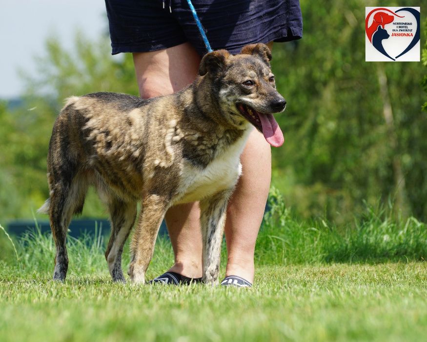 Bem szuka domu -schronisko -Jasionka -aktualne