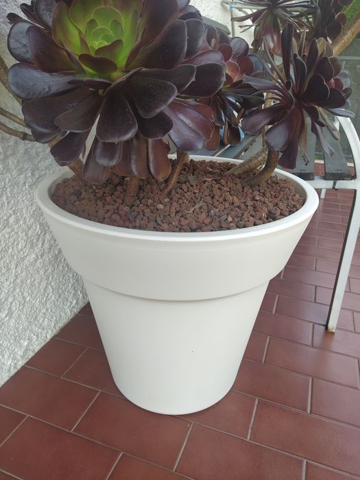 Vaso decorativo com suculenta grande (baixa manutenção).