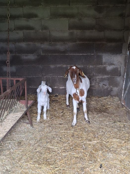 Cabra e Chibas Boer x Anglo Nubliano