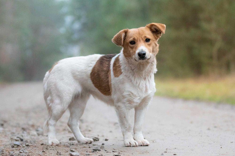 Nisska - urocza łaciatka