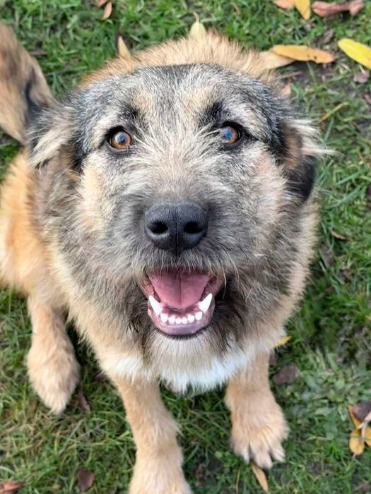 Dosia- miła, radosna dziewczynka szuka nowego domku :)