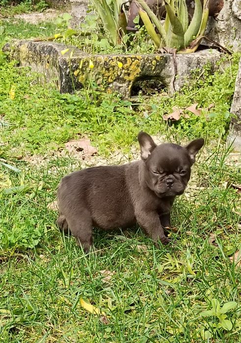 Bulldog Francês Chocolate, mesmo chocolate