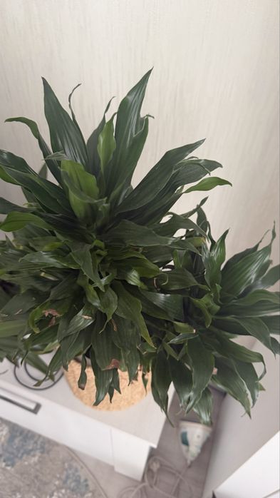 драцена компактна Dracaena Compacta
