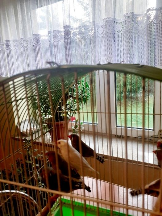 Zeberki Samce i Samice