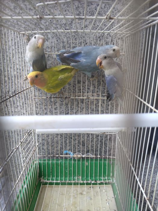 Agapórnis variados