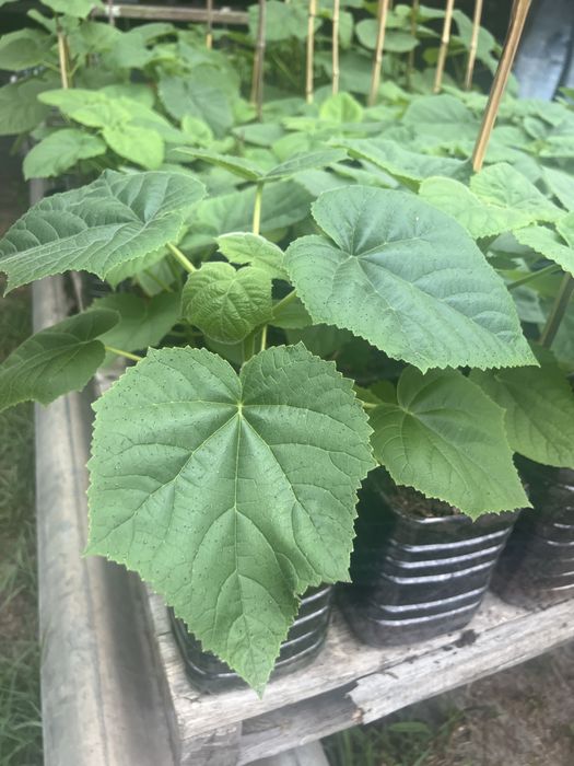 Paulownia elongata