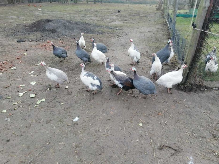 Sprzedam kury gęsi perliczki