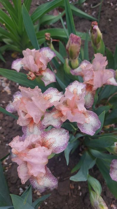 Карликовые ирисы