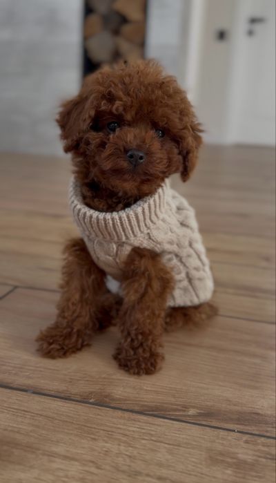 Poodle toy red brown