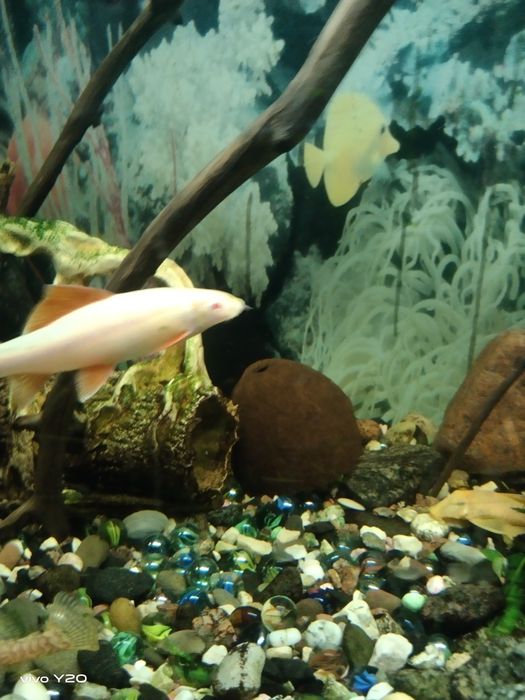 Продам акваріумний кварцовий пісок