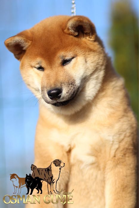 Видатні малюки шиба іну сіба іну