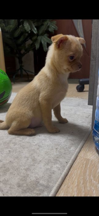 Хлопчик чіхуахуа