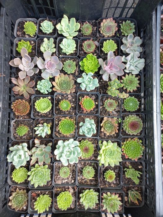 Suculentas "mini"