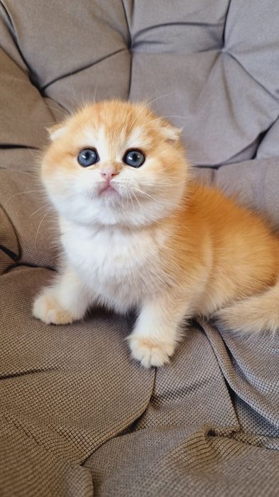 Золоті красунчики хлопчики дівчатка