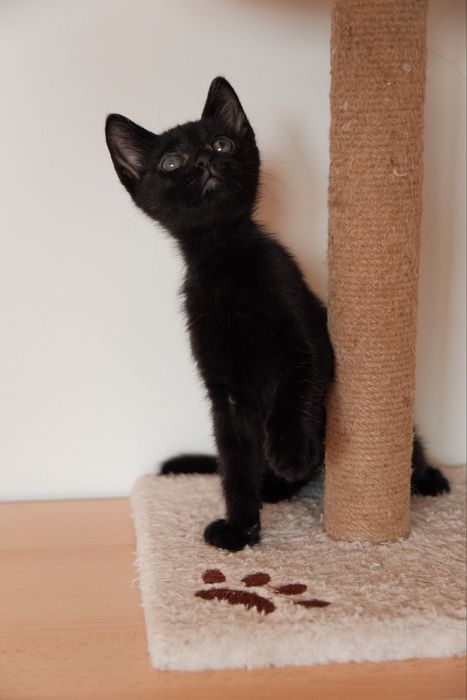 Gatinho para adoção
