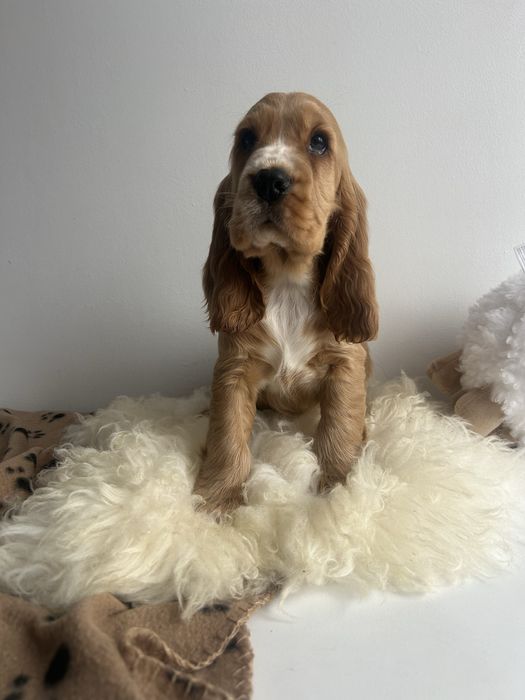 Cocker spaniel angielski