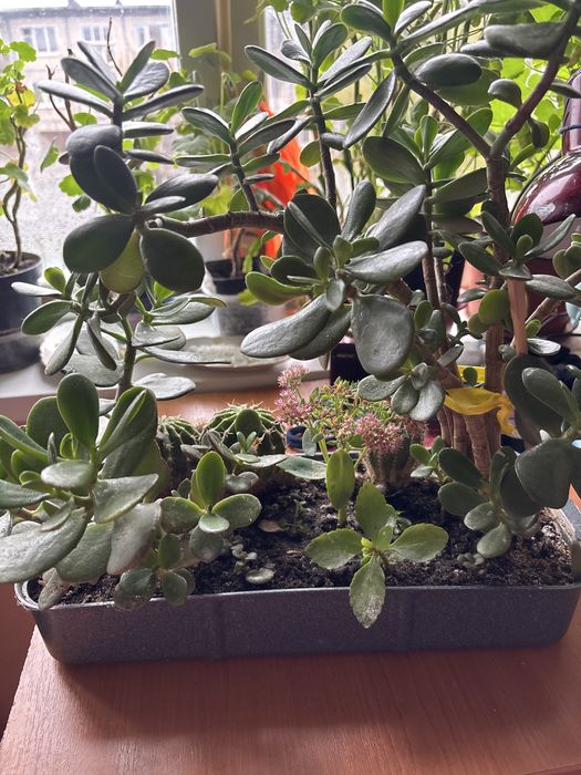 Продається композиція жива з квітів